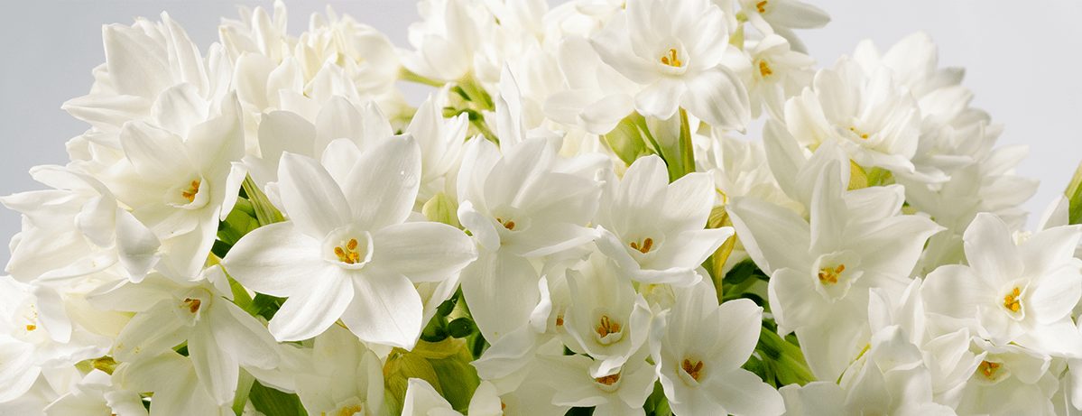 The Best Flowers to Send as a Gift for Easter