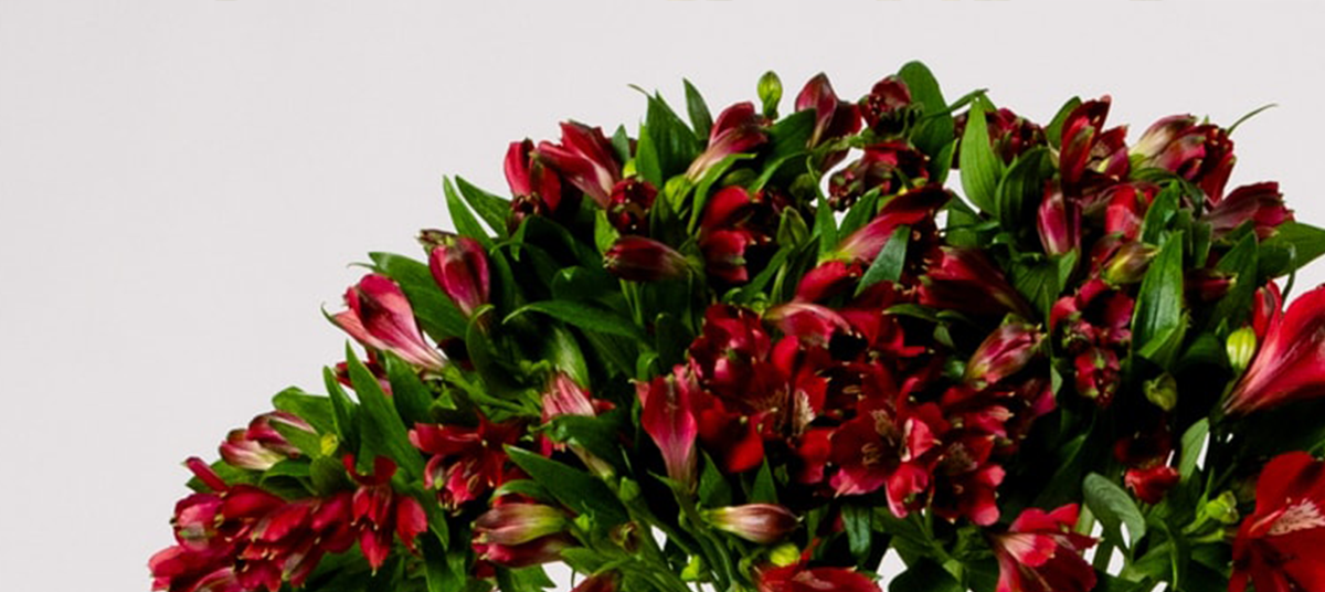 Alstroemeria