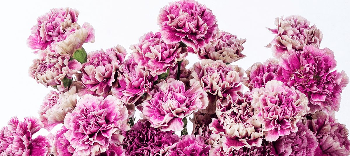 Carnations