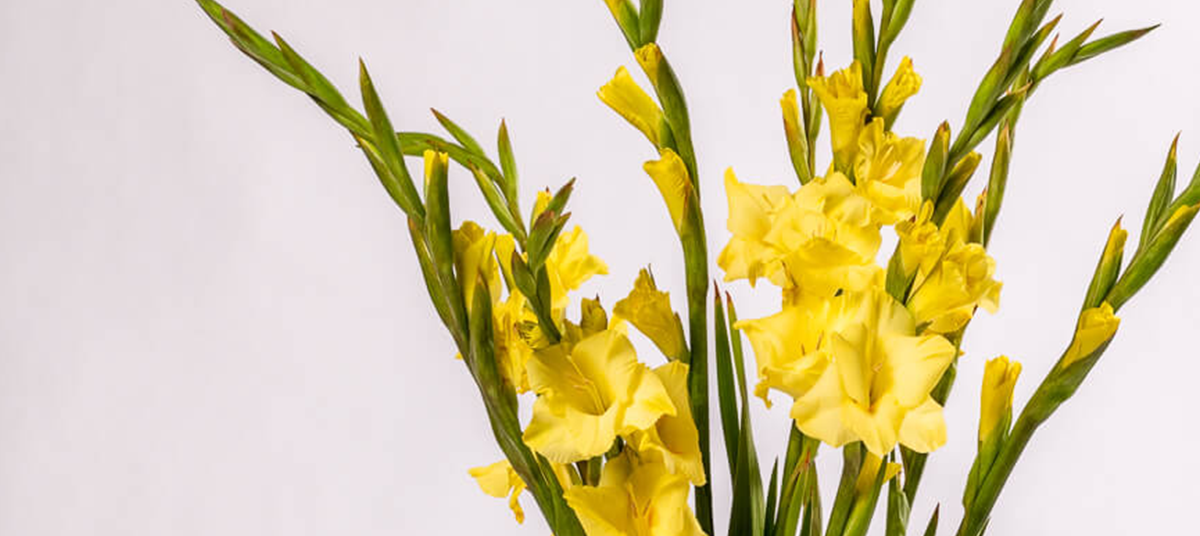 Gladioli