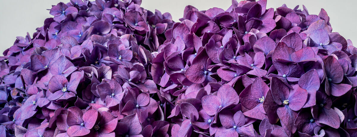 Hydrangea