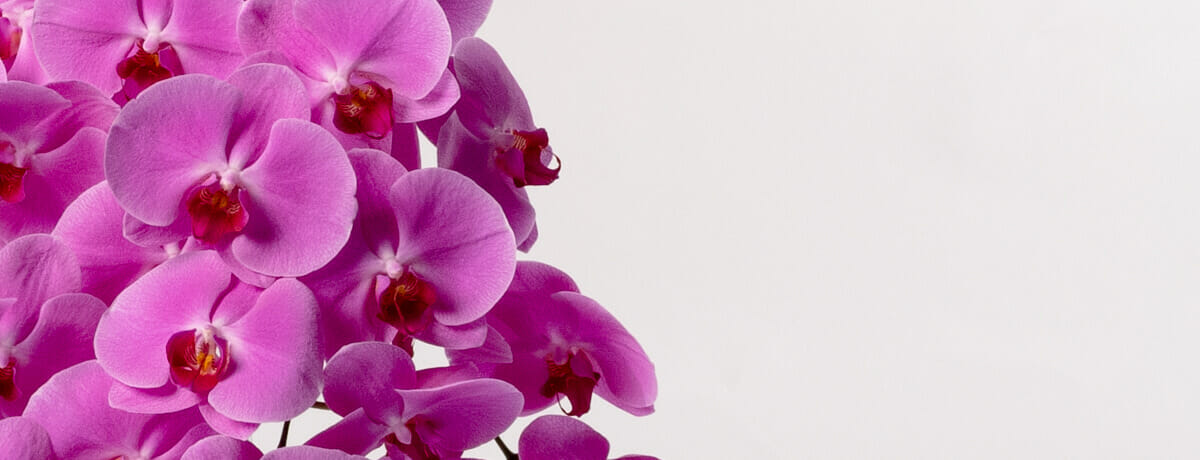 Phalaenopsis Orchids