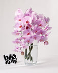 Ballet Slipper Pink Phalaenopsis Orchid