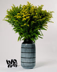 Golden Glory Yellow Solidago