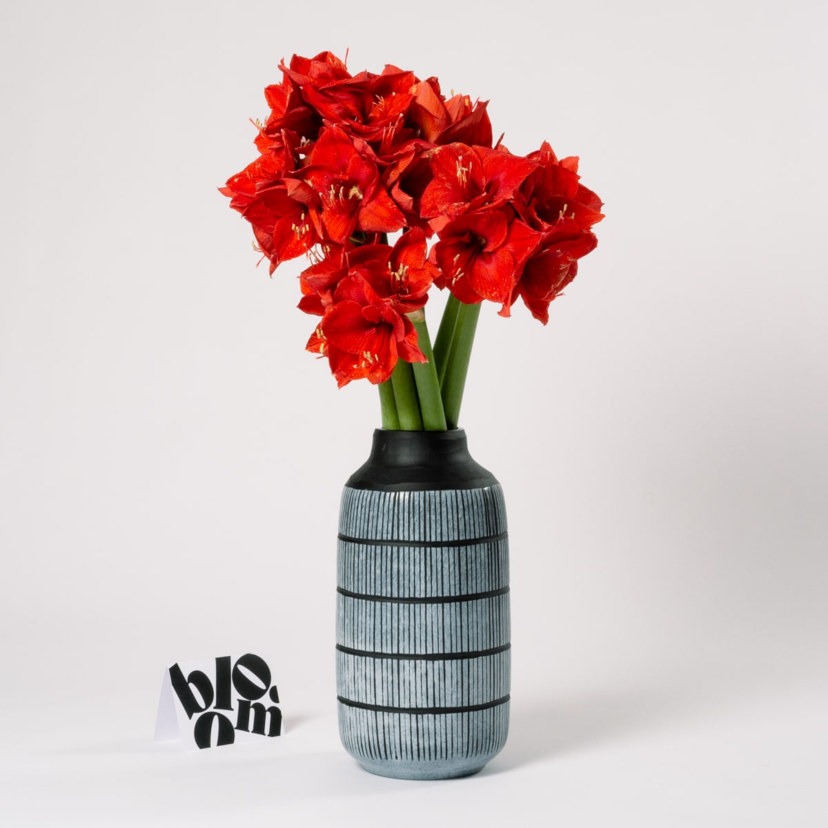 Royal Red Amaryllis