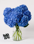 Ultra Marine Blue Hydrangea