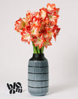 Candy Cane Amaryllis