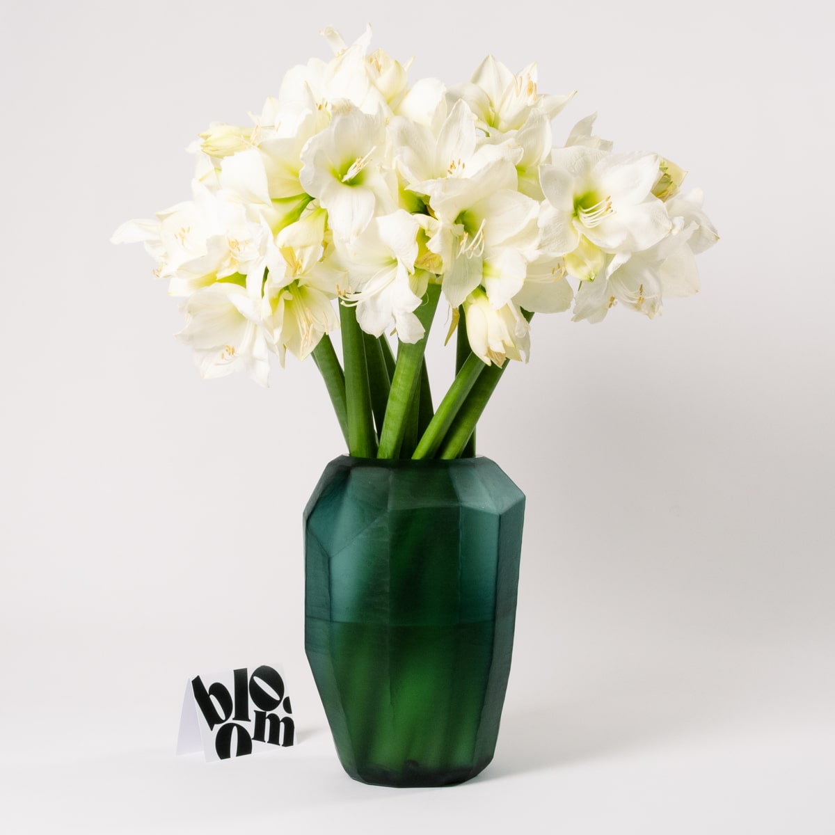 Polar White Amaryllis