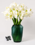 Polar White Amaryllis