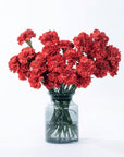 Red Carnations