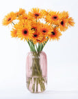 Yellow Spider Gerbera