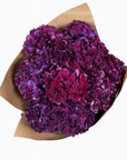 Purple Rodeo Hydrangea