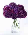 Purple Rodeo Hydrangea