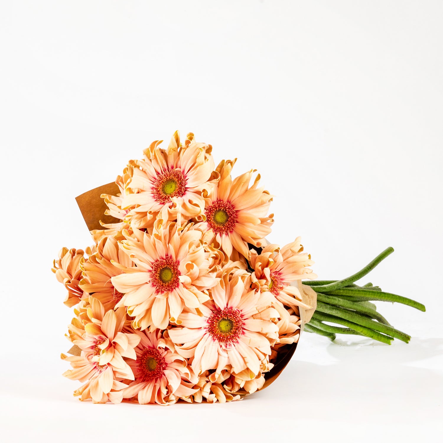 Peach Pastini Gerbera