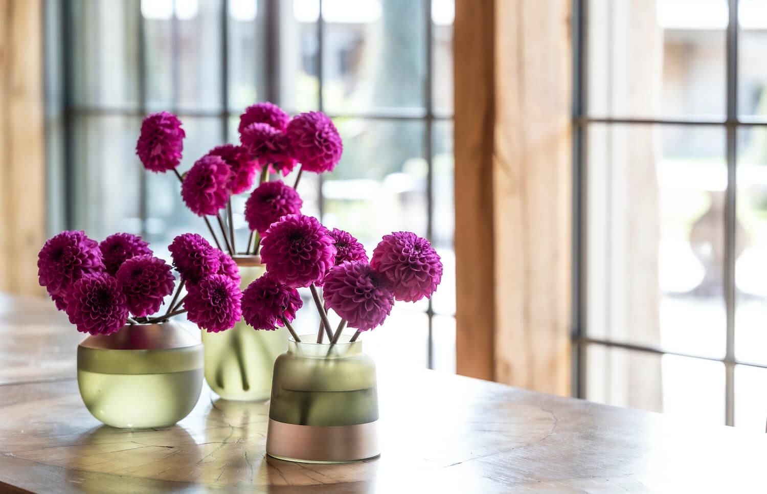 Purple Rain Dahlia