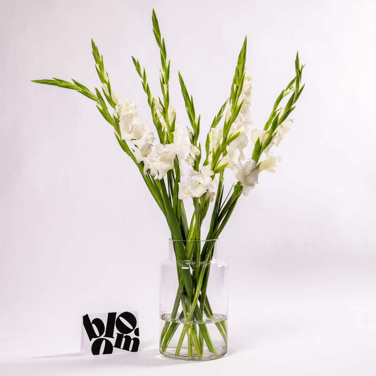 Arctic White Gladioli