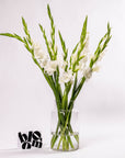 Arctic White Gladioli